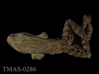 藏品(拉都希氏蛙)的圖片